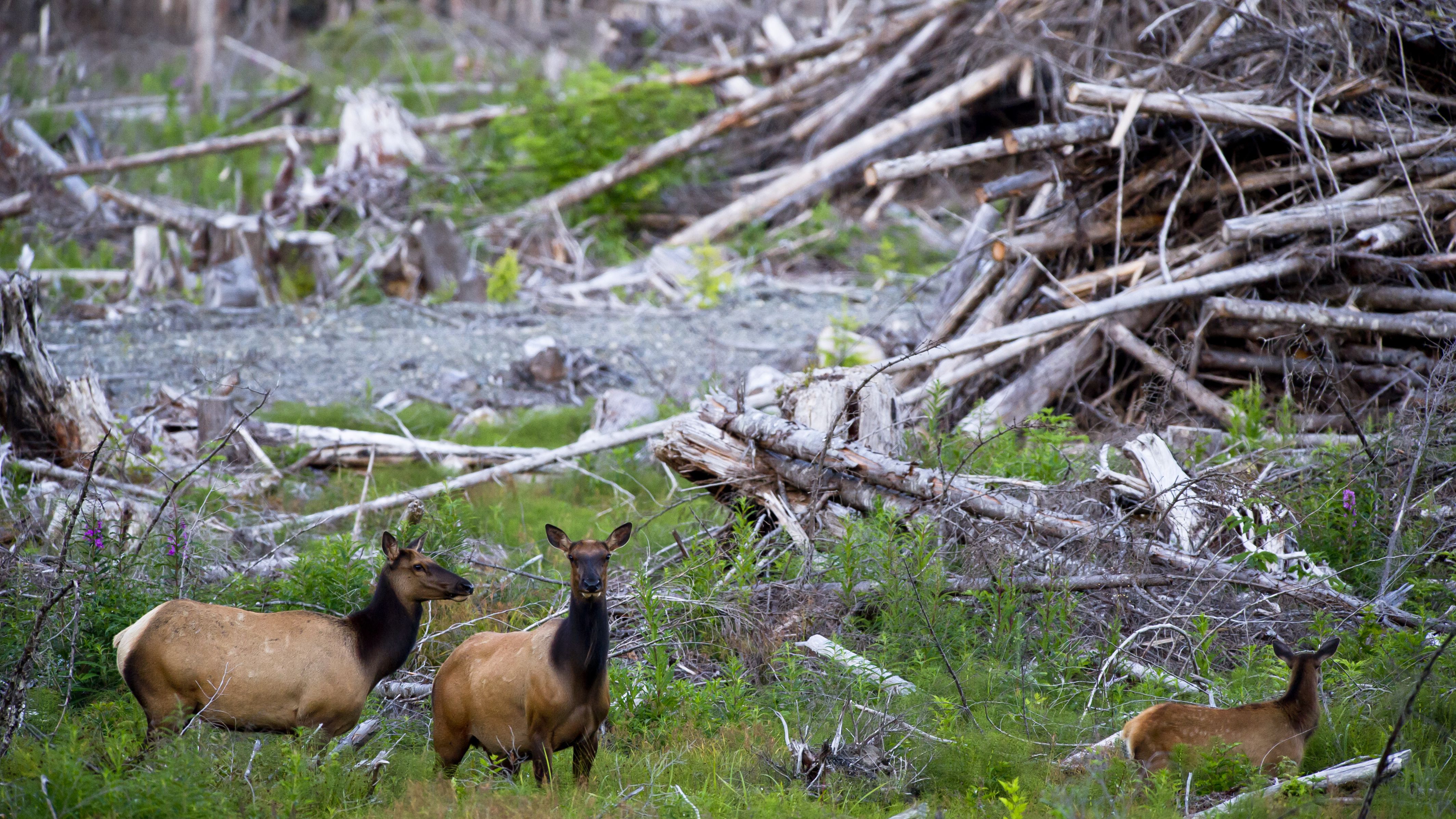 Habitat Destruction