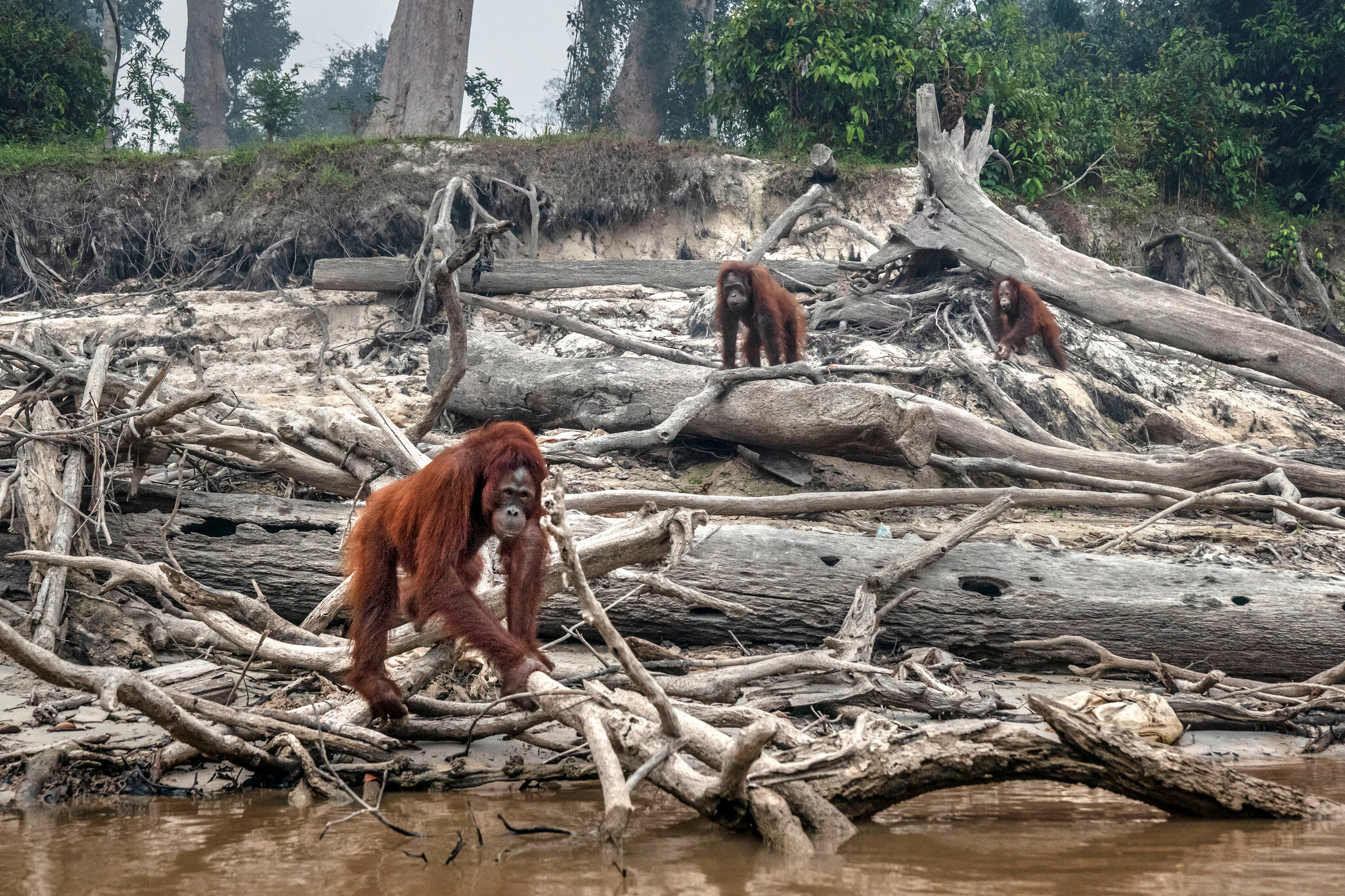 Biodiversity Loss